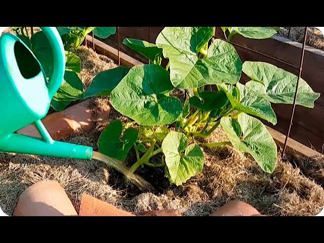 aprende como hacer tu propio abono casero el fertilizante organico imprescindible para plantas jardines y huertas urbanas