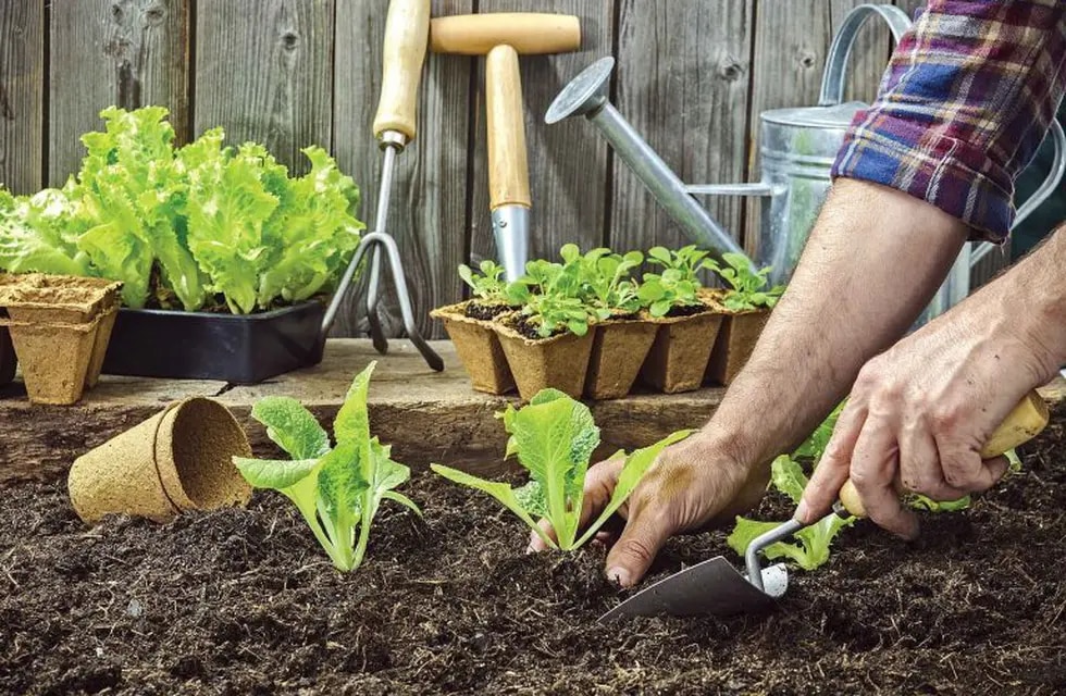 consejos para huertas urbanas hogar y jardin aprende a regalar vida y salud a tus plantas aplica esto hoy