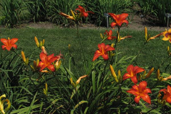 descubre el abono organico casero ideal para tus plantas en maceta o jardin fertilizante para una floracion espectacular